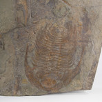 Paradoxides Acadoparadoxides Trilobite Slab