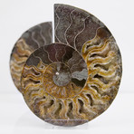 Cleoniceras Madagascan Ammonites // Set of 2 (Style 1)