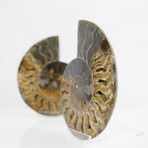 Cleoniceras Madagascan Ammonites // Set of 2 (Style 1)