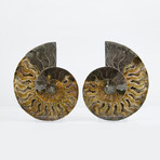 Cleoniceras Madagascan Ammonites // Set of 2 (Style 1)