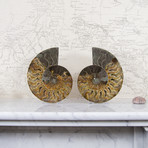 Cleoniceras Madagascan Ammonites // Set of 2 (Style 1)