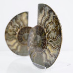 Cleoniceras Madagascan Ammonites // Set of 2 (Style 1)