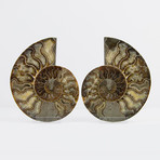 Cleoniceras Madagascan Ammonites // Set of 2 (Style 1)