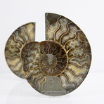 Cleoniceras Madagascan Ammonites // Set of 2 (Style 1)