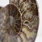 Cleoniceras Madagascan Ammonites // Set of 2 (Style 1)