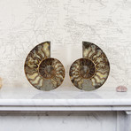 Cleoniceras Madagascan Ammonites // Set of 2 (Style 1)