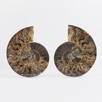 Cleoniceras Madagascan Ammonites // Set of 2 (Style 1)