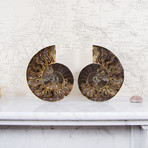 Cleoniceras Madagascan Ammonites // Set of 2 (Style 1)