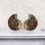 Cleoniceras Madagascan Ammonites // Set of 2 (Style 1)