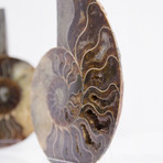 Cleoniceras Madagascan Ammonites // Set of 2 (Style 1)