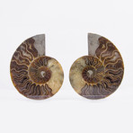 Cleoniceras Madagascan Ammonites // Set of 2 (Style 1)