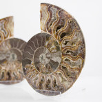 Cleoniceras Madagascan Ammonites // Set of 2 (Style 1)