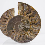 Cleoniceras Madagascan Ammonites // Set of 2 (Style 1)