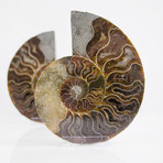 Cleoniceras Madagascan Ammonites // Set of 2 (Style 1)