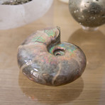 Opalescent Desmoceras Ammonite