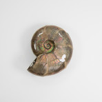 Opalescent Desmoceras Ammonite