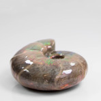 Opalescent Desmoceras Ammonite