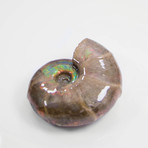 Opalescent Desmoceras Ammonite