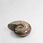 Opalescent Desmoceras Ammonite