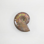 Opalescent Cleoniceras Ammonite (Style 1)