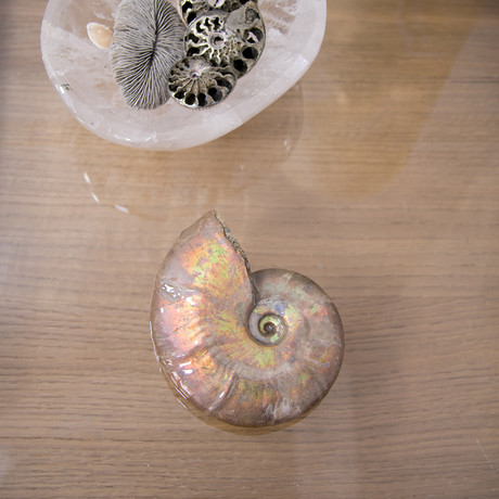 Opalescent Cleoniceras Ammonite (Style 1)