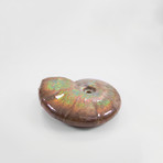 Opalescent Cleoniceras Ammonite (Style 1)