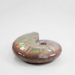 Opalescent Cleoniceras Ammonite (Style 1)