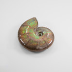 Opalescent Cleoniceras Ammonite (Style 1)