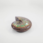 Opalescent Cleoniceras Ammonite (Style 1)