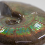 Opalescent Cleoniceras Ammonite (Style 1)