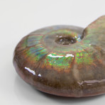 Opalescent Cleoniceras Ammonite (Style 1)