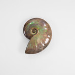 Opalescent Cleoniceras Ammonite (Style 1)