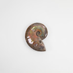 Opalescent Cleoniceras Ammonite (Style 1)