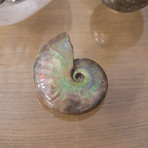 Opalescent Cleoniceras Ammonite (Style 1)