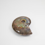 Opalescent Cleoniceras Ammonite (Style 1)