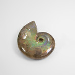 Opalescent Cleoniceras Ammonite (Style 1)