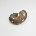 Opalescent Cleoniceras Ammonite (Style 1)