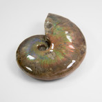 Opalescent Cleoniceras Ammonite (Style 1)