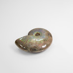 Opalescent Cleoniceras Ammonite (Style 1)