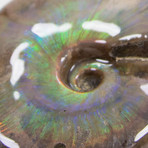 Opalescent Cleoniceras Ammonite (Style 1)