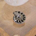 Pyrite Rondiceras Ammonite (Style 1)