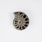 Pyrite Rondiceras Ammonite (Style 1)