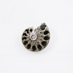 Pyrite Rondiceras Ammonite (Style 1)