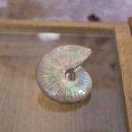 Opalescent Cleoniceras Ammonite (Style 1)