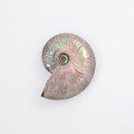 Opalescent Cleoniceras Ammonite (Style 1)