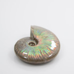 Opalescent Cleoniceras Ammonite (Style 1)