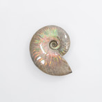 Opalescent Cleoniceras Ammonite (Style 1)