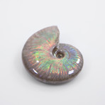 Opalescent Cleoniceras Ammonite (Style 1)