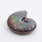 Opalescent Cleoniceras Ammonite (Style 1)