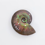 Opalescent Cleoniceras Ammonite (Style 1)